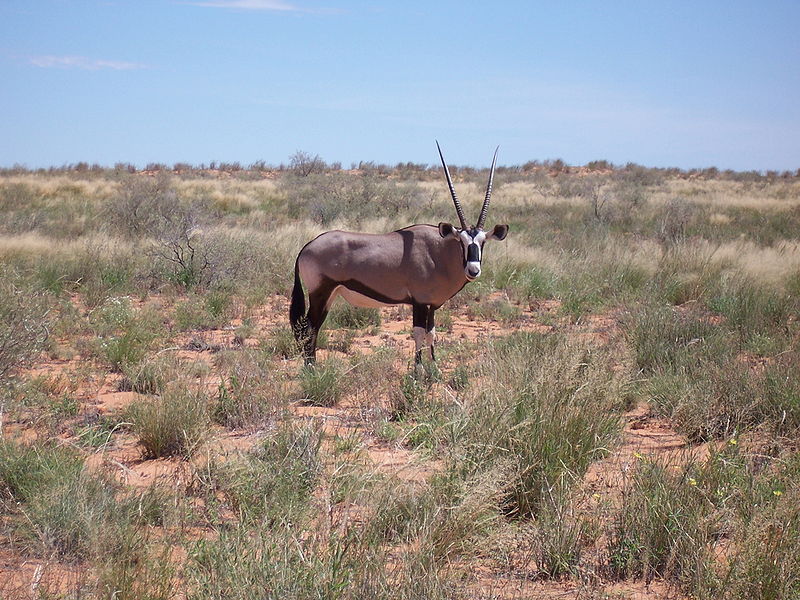 Gemsbock in der Kalahari